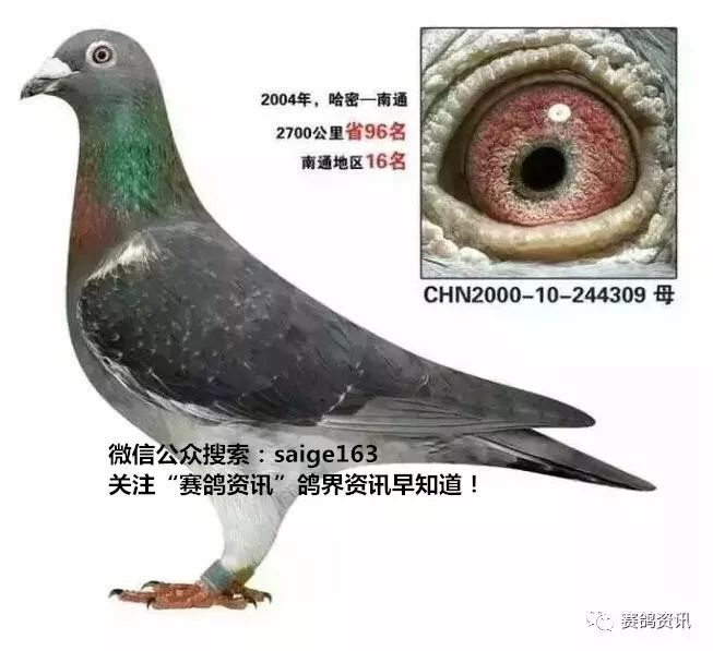 揭秘獨家自制賽鴿比賽提速藥秘訣，輕松贏在起跑線！