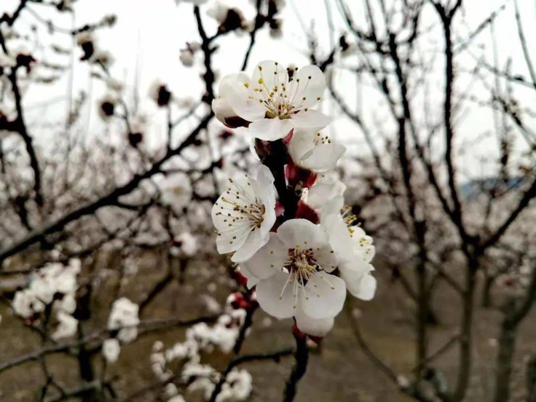 嘉祥九頂山動態資訊實時更新??