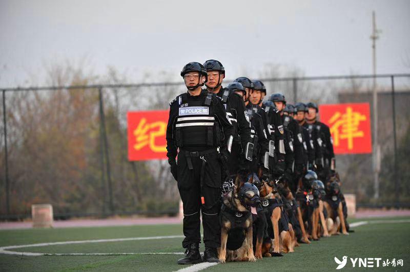牧羊犬比賽超燃現場，激烈競技展現犬只天賦！