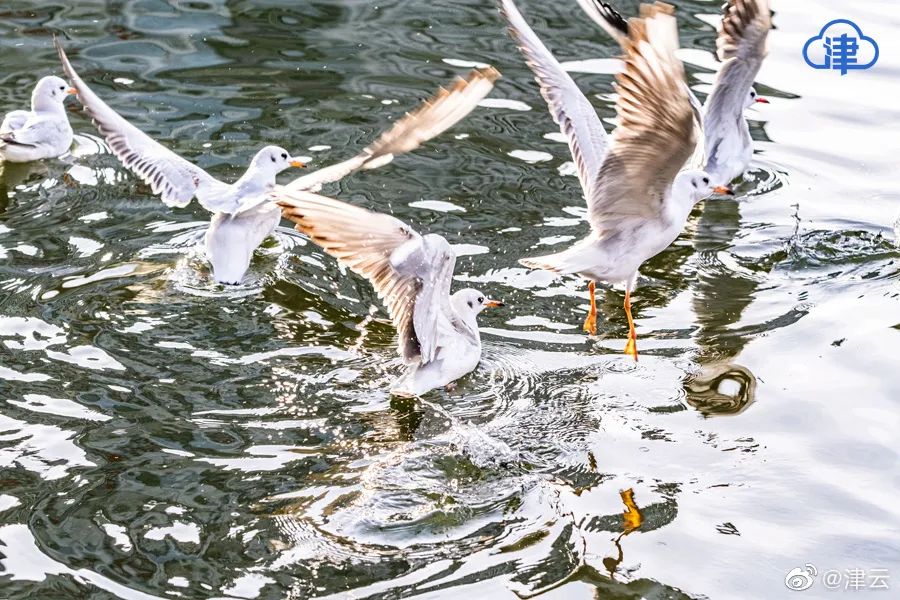 海鷗最新版,展翅高飛,自信探索知識的海洋